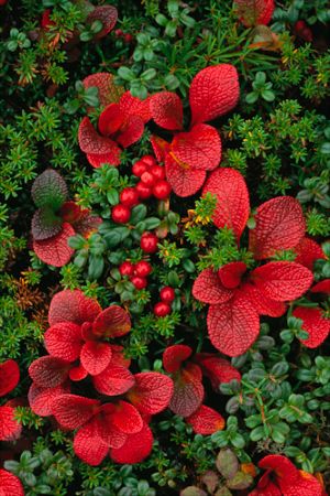 Bearberry